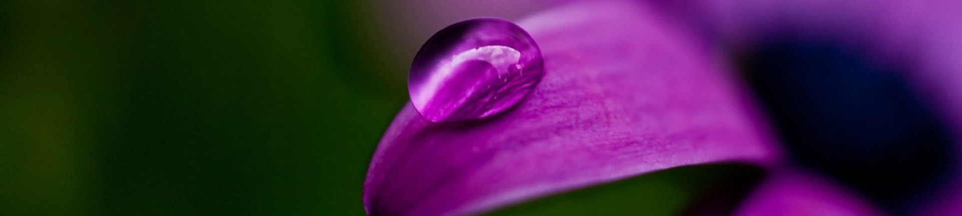 Website Development North Devon - Special Occasions Florists
