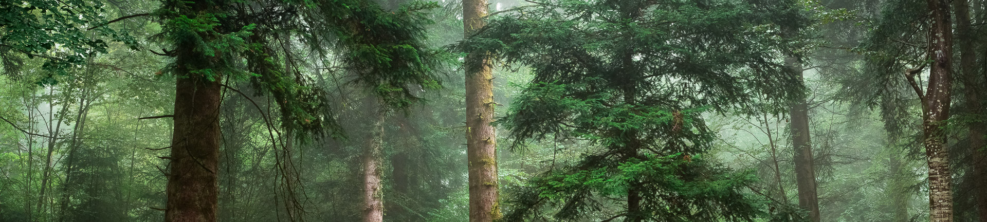 Website Development North Devon - Wills Tree Services